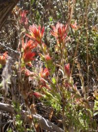 Indian Paintbrush on Pacific Crest Trail in Wrightwood CA near Inspiration Point