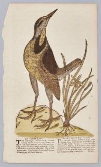 The Large Lark, Mark Catesby?, 1729–1732?