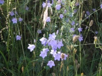 Harebells