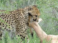 Cheetah chases Antilope