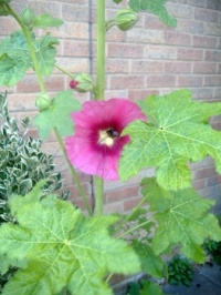 Seasonal Nature - Summer - Garden - Holly Hock (Resize: Resize: 12 - 357 Pieces)