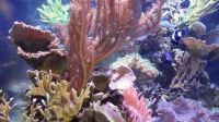 Waikiki Aquarium: Corals