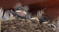 Barn Swallow Nest #2