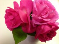 Zephrine Drouhin Roses