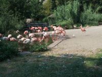 Flamingos in ZOO Prague, The Czech Republic
