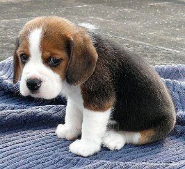 Sad Pup