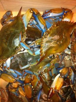 La.blue crabs
