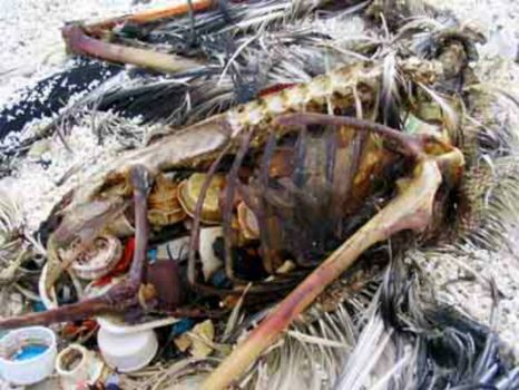 Theme: Green Living - Bottle caps and other plastic visible inside decomposed carcass of Laysan Albatross on Kure Atoll in remot