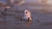 cute little bird