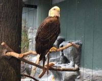 EAGLE