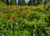 Mt Ranier flowers