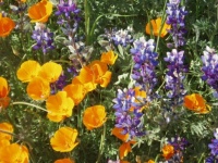 California poppies and Lupines