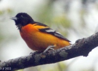 We have a Baltimore Oriole too!