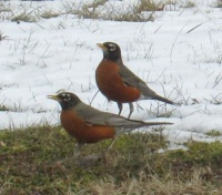 robins at vet office cropped resized for jigidi