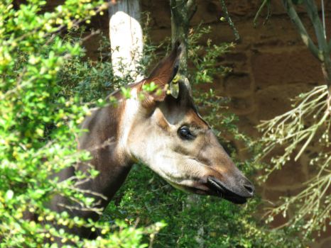 Male Okapi's head