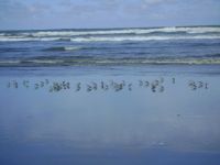 Washington  Beach