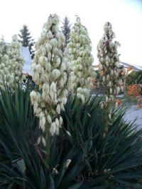 Gone by rain after two days: our Yucca