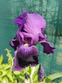iris germanský