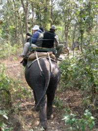 Kanha Elephant