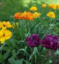tulipány