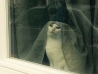Her Miaowness Sister Blanche, of the Order of Supreme Indifference