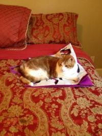 Lion on bag on bed