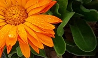 Flower after the rain 3/22