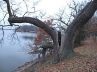 Old oak on the damm of Bezdrev fishpond