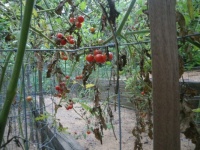 Cherry tomatoes in Richard's house garden