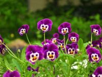 large_Funny_Flower_Cornflower_83230