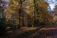 Autumn colours in the New Forest