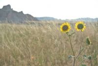 Badlands sunflowers