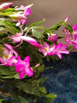 Christmas Cactus Blooms