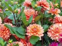 Beautiful Dahlias