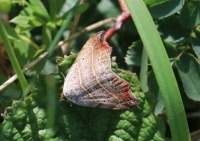 beautiful hook-tip - Laspeyria flexula (bruine sikkeluil)