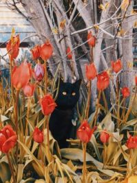 Black Cat in the Tulips
