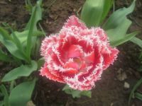 tulpe2