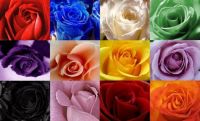 Roses in boxes