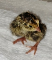 Coturnix quail chick