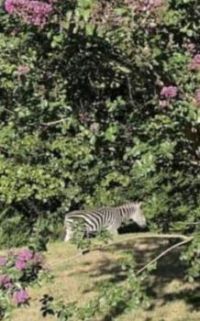 ZEBRA