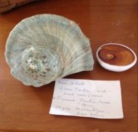 Green Turban Shell with rare operculum