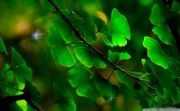 Ginkgo Leaves