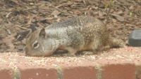 Furry Vacuum!