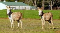 Donkey Pair. Not AI