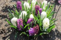 Hyacinths.