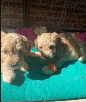 The puppies enjoying a carrot