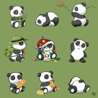 Panda Crazed!