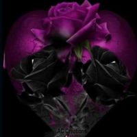 Purple and Black Rose