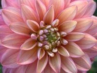 Dahlia