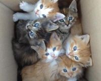 Precious